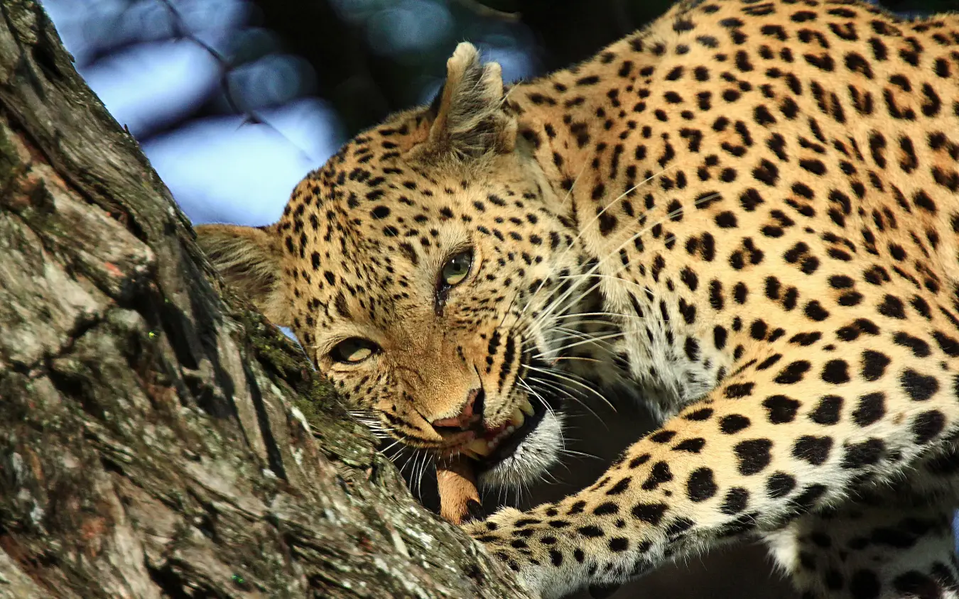 Leopard resting on tree branch in close-up portrait, Kwando Lebala Camp, Linyanti Wildlife Reserve, Botswana