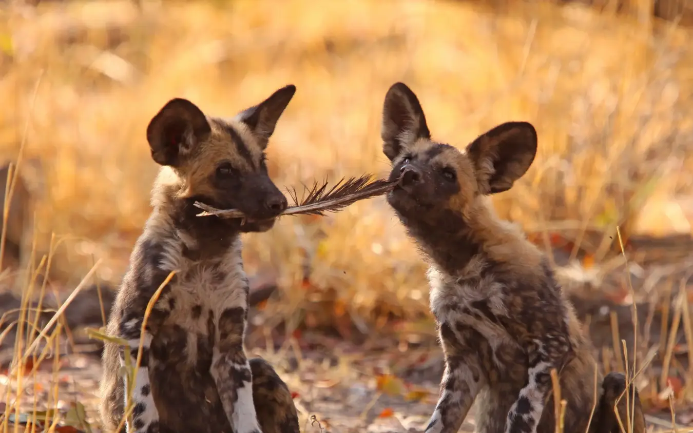 Two African wild dogs playing with grass stem in dry savanna, Kwando Lebala Camp, Linyanti Wildlife Reserve, Botswana