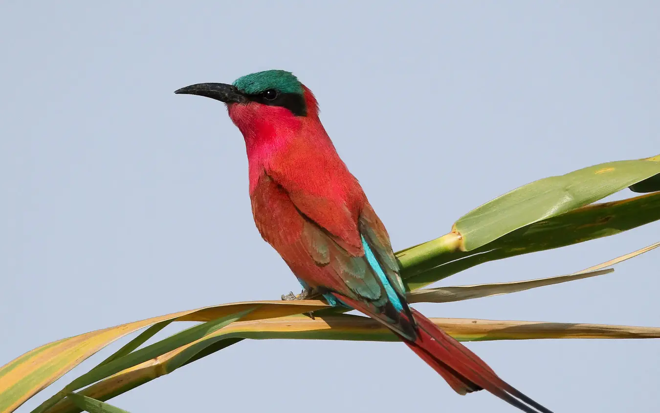 Carmine bee-eater perched on green vegetation against clear sky, Kwando Lebala Camp, Linyanti Wildlife Reserve, Botswana