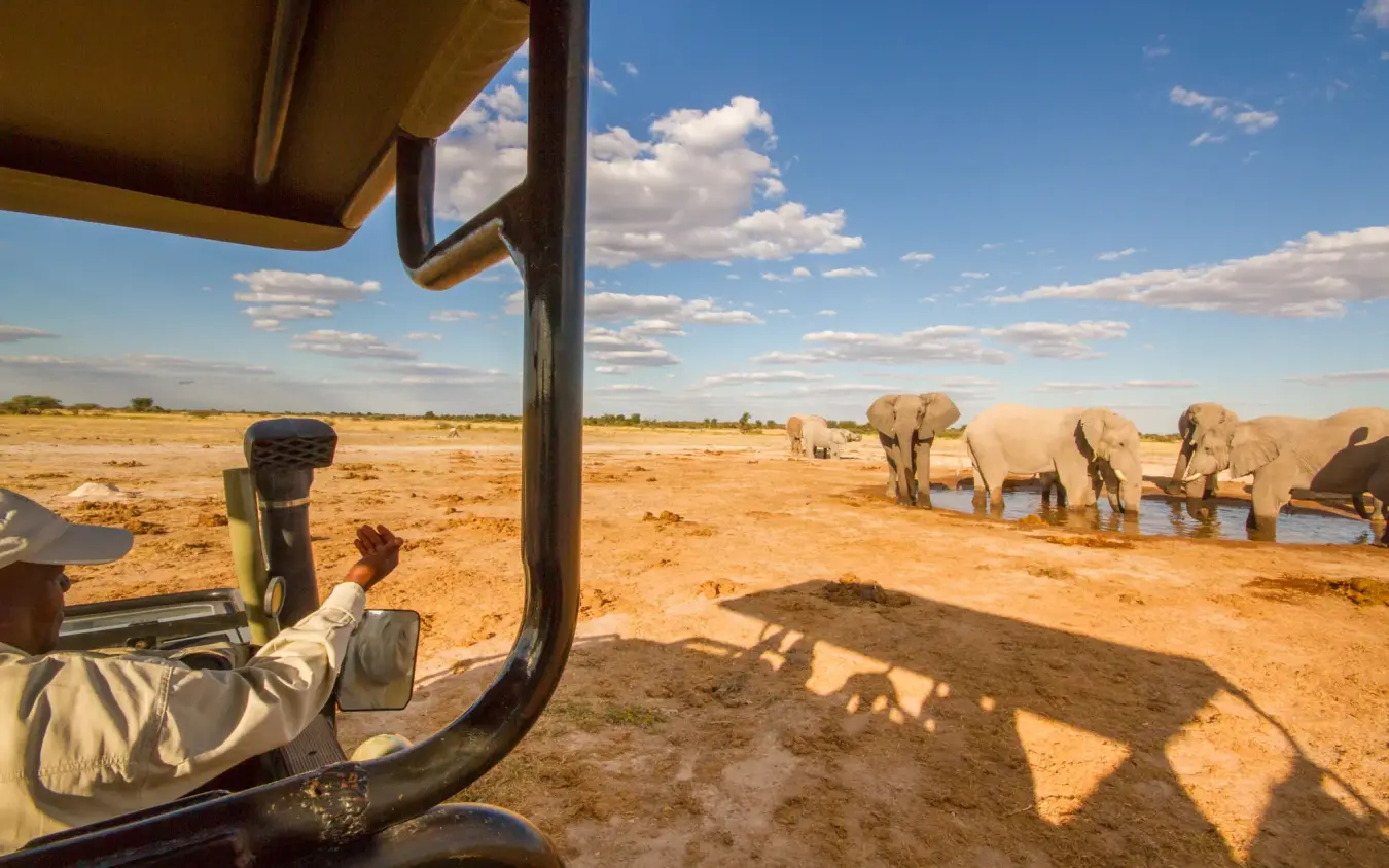 Safari guide observing elephants at waterhole from vehicle, Kwando Nxai Pan Camp, Makgadikgadi Pans, Botswana