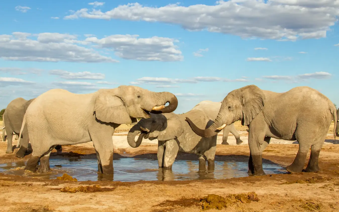 Elephant family group bathing in waterhole at midday, Kwando Nxai Pan Camp, Makgadikgadi Pans, Botswana