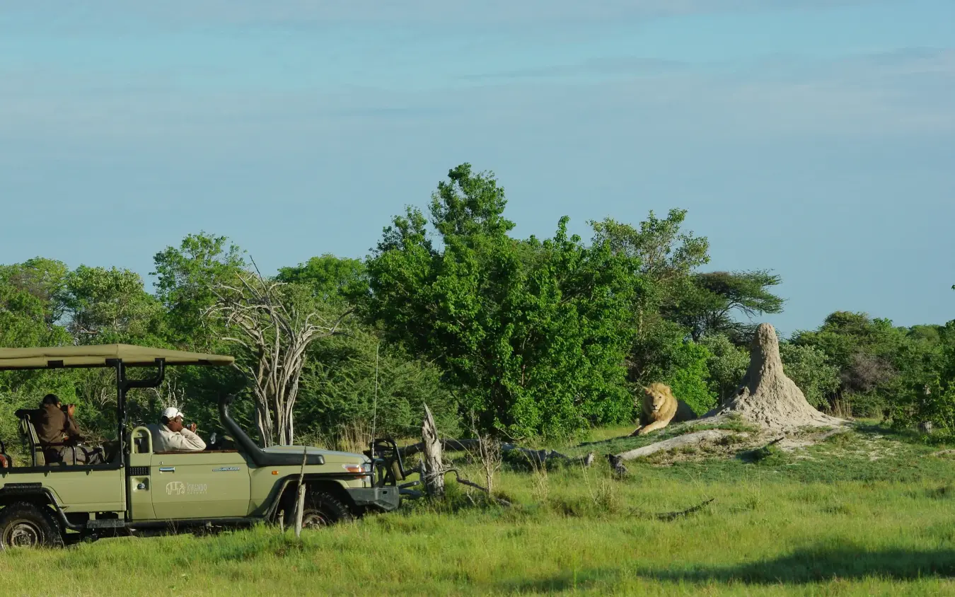 Open-sided safari vehicle with guests observing elephant in natural grassland habitat, Kwando Splash Camp, The Okavango Delta, Botswana