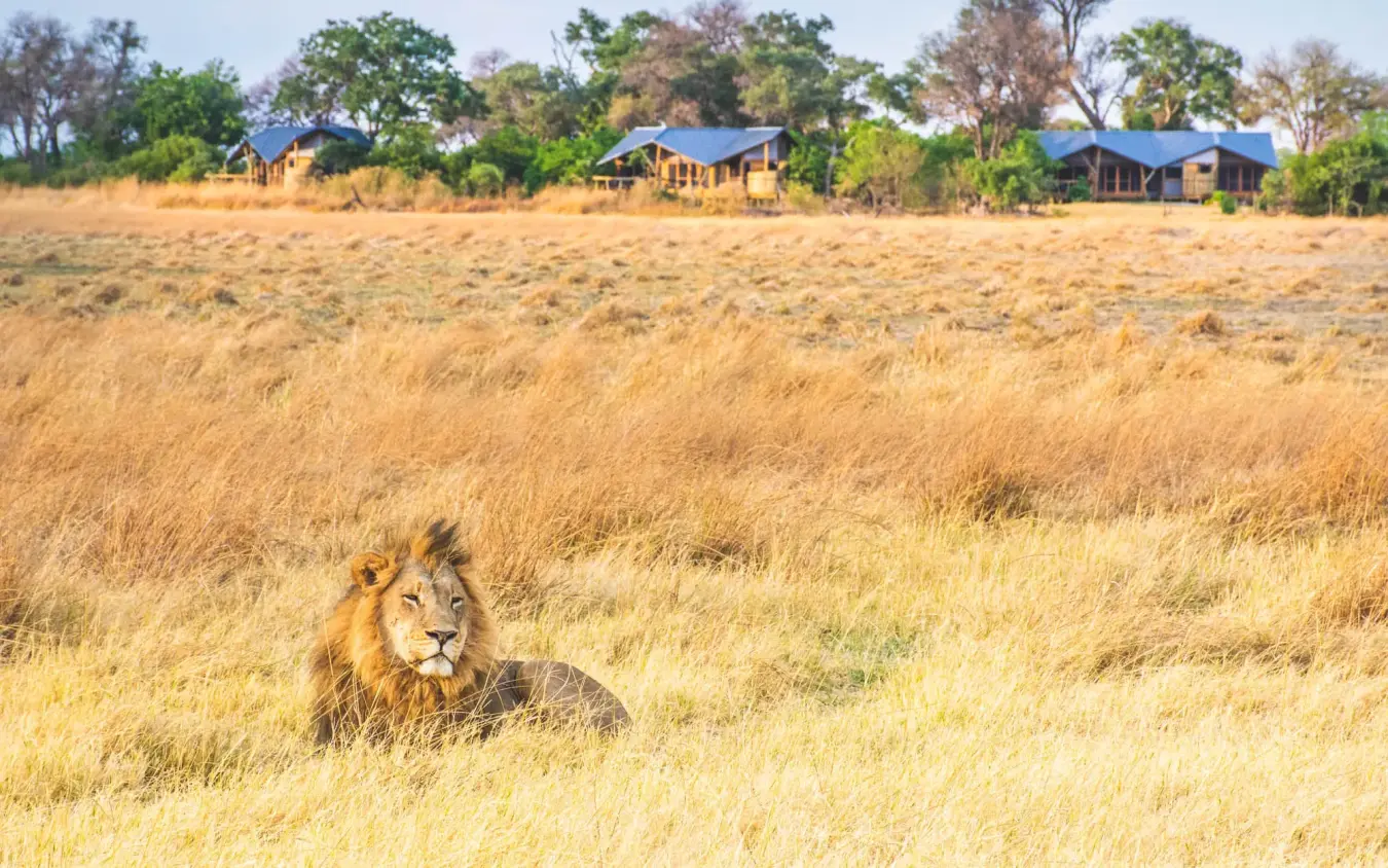 Male lion resting in grassland with safari lodge visible in background, Kwando Splash Camp, The Okavango Delta, Botswana