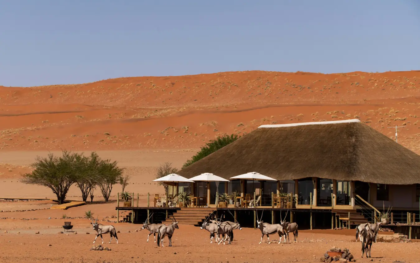 Luxury lodge with thatched roof and antelope herd in arid desert landscape, Kwessi Dunes, NamibRand Private Reserve, Namibia