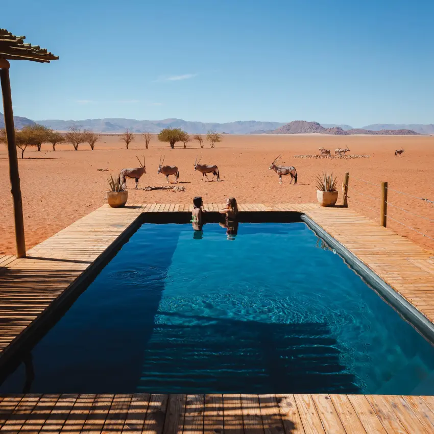 Guests swimming in infinity pool overlooking desert with antelope herd, Kwessi Dunes, NamibRand Private Reserve, Namibia