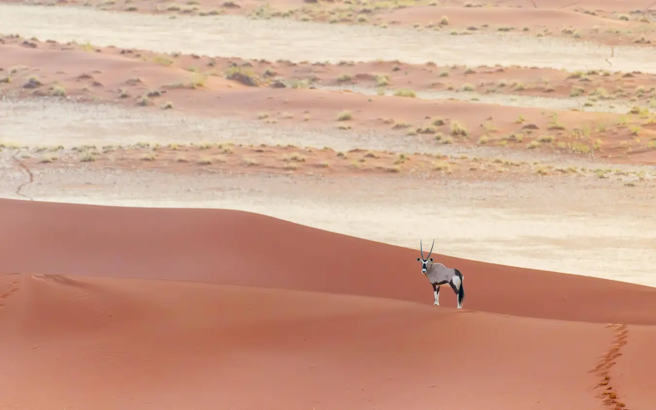 Oryx antelope walking across red sand dune in arid landscape, Kwessi Dunes, NamibRand Private Reserve, Namibia
