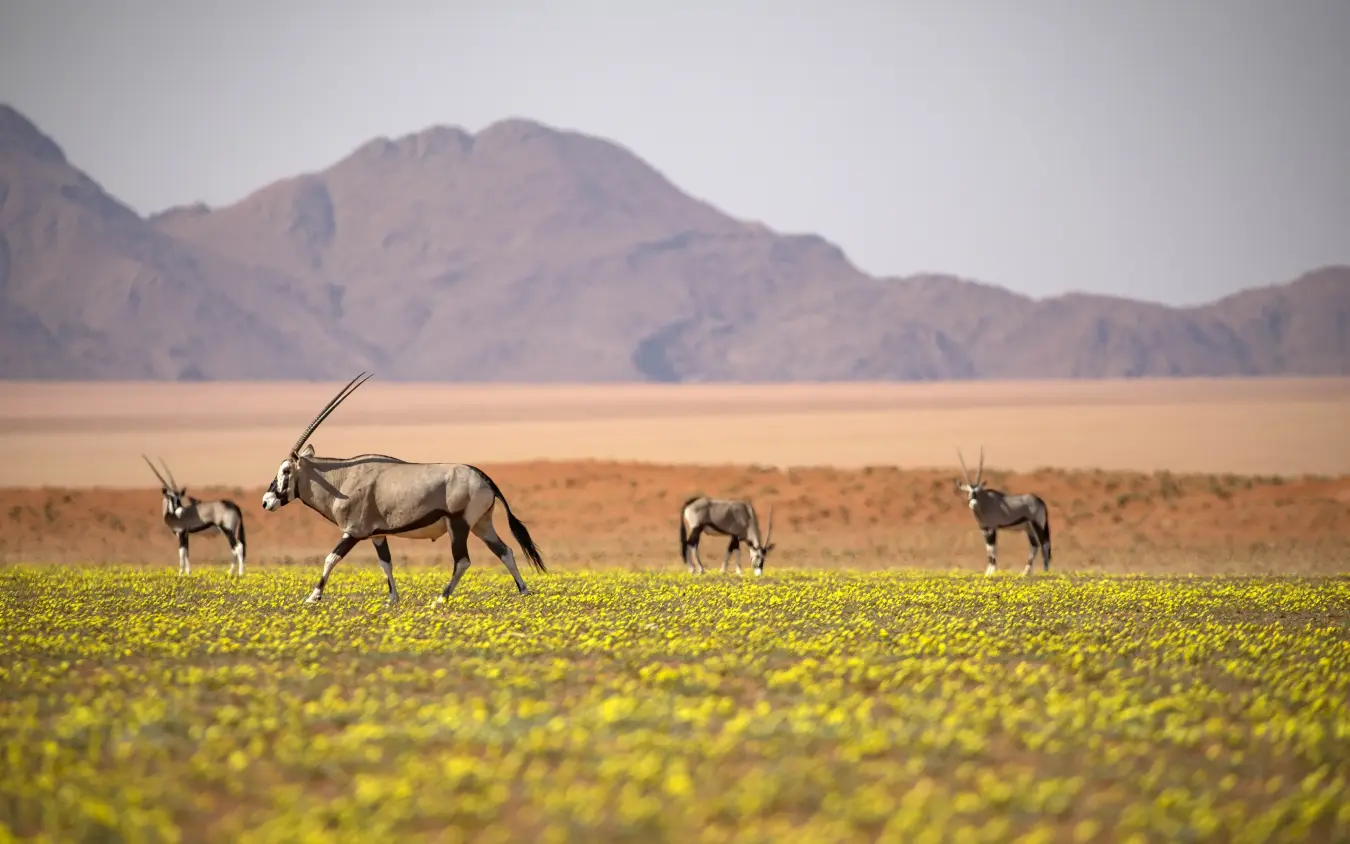 Herd of oryx grazing in desert meadow with mountains in background, Kwessi Dunes, NamibRand Private Reserve, Namibia