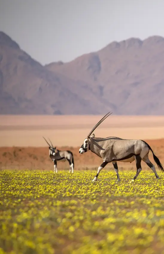 Oryx antelopes walking through yellow wildflower meadow with mountains, Kwessi Dunes, NamibRand Private Reserve, Namibia