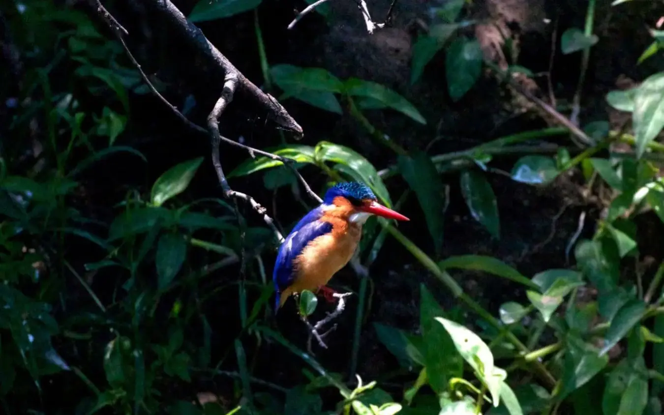 Kingfisher with blue plumage perched on dark branch, Kyambura Gorge Lodge, Queen Elizabeth NP, Uganda
