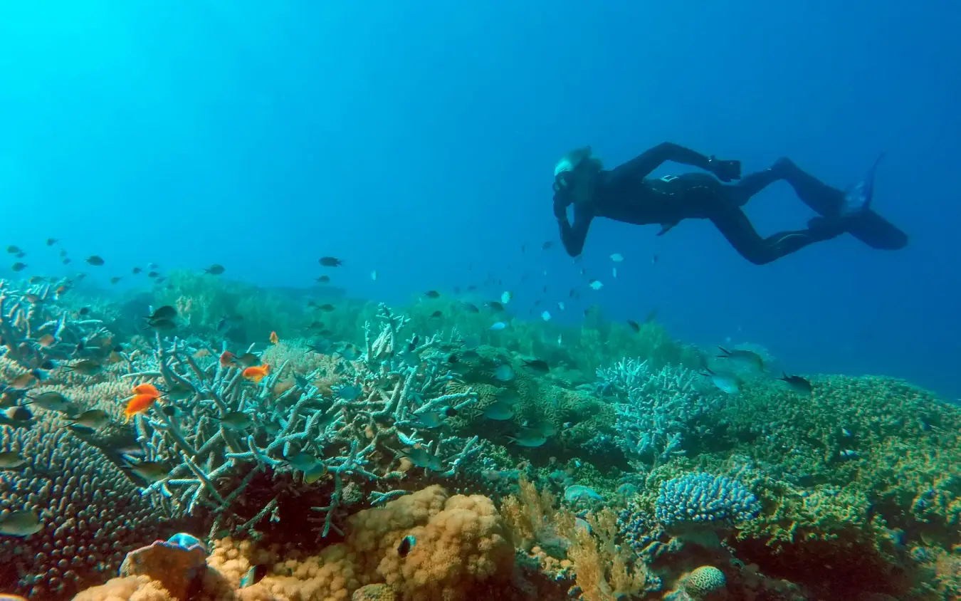 Scuba diver exploring coral reef with tropical fish, Laba Fanjove, Zanzibar & Pemba, Tanzania