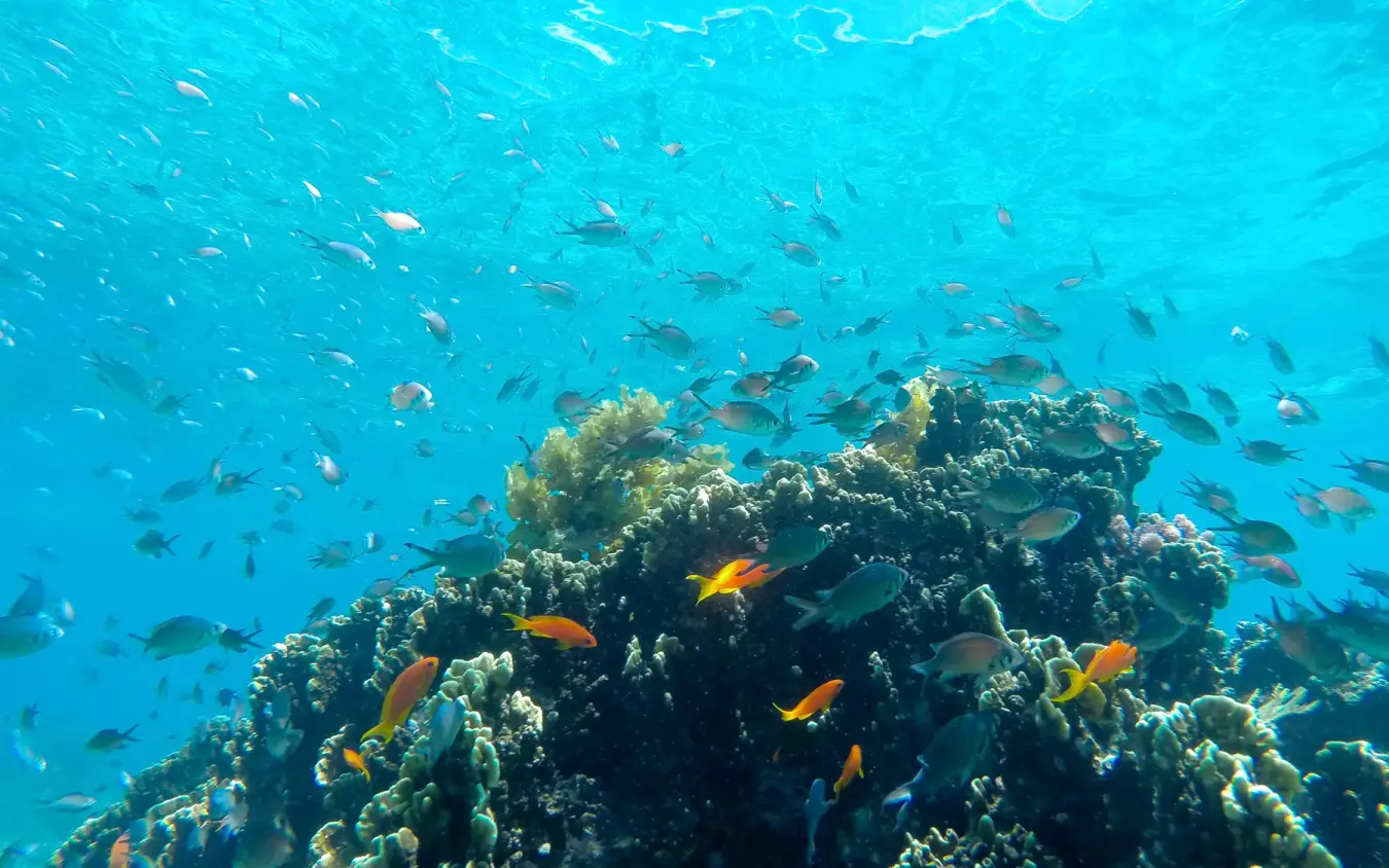 Coral reef teeming with tropical fish in clear turquoise water, Laba Fanjove, Zanzibar & Pemba, Tanzania