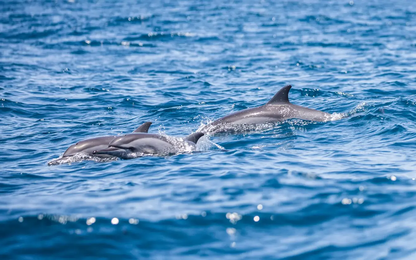 Three dolphins swimming in blue ocean water, Laba Fanjove, Zanzibar & Pemba, Tanzania