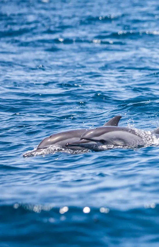 Dolphins surfacing in clear blue ocean waters, Laba Fanjove, Zanzibar & Pemba, Tanzania