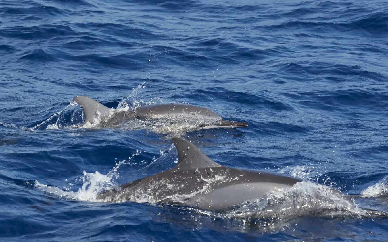 Pod of dolphins surfacing in open ocean waters, Laba Fanjove, Zanzibar & Pemba, Tanzania