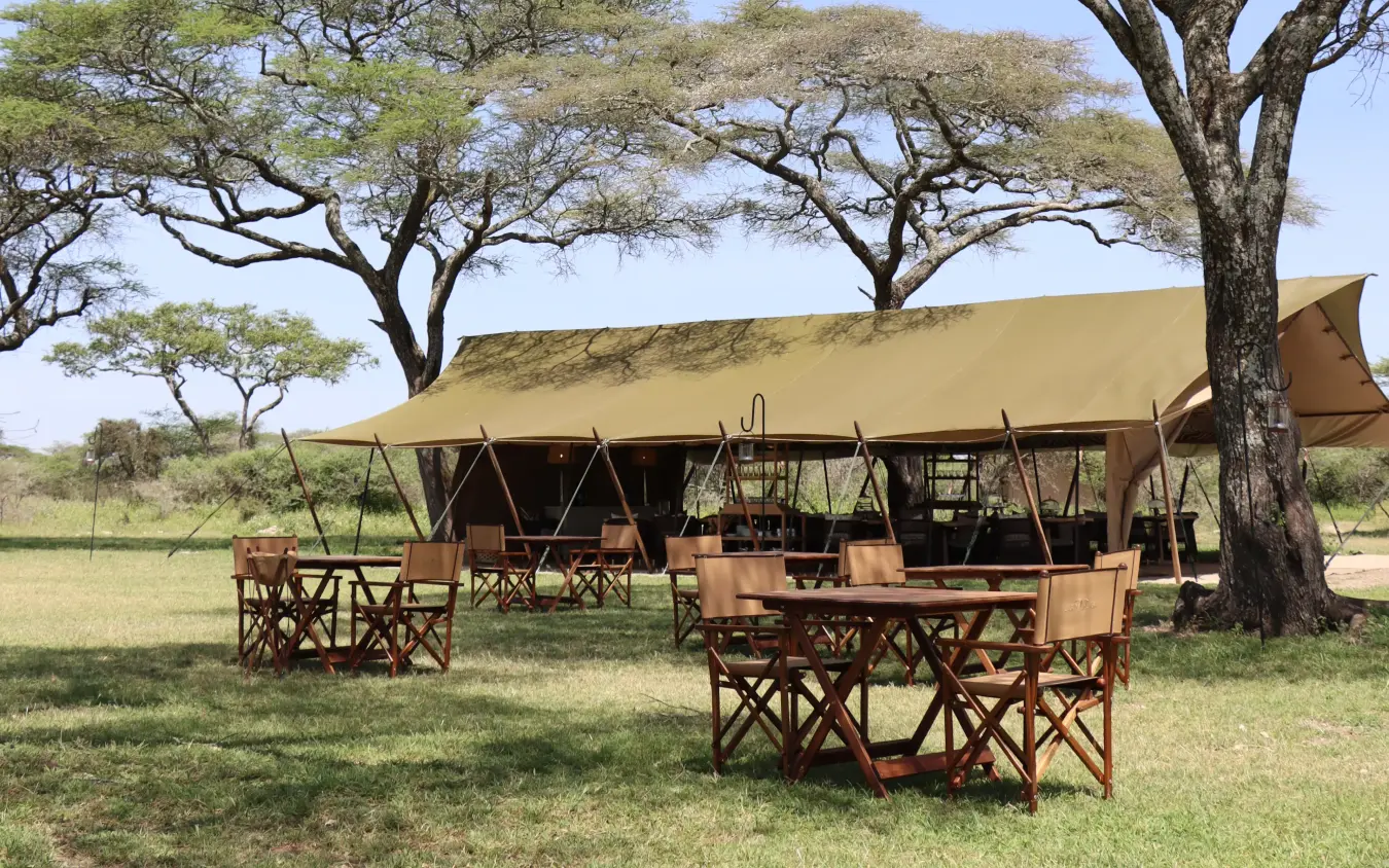 Canvas safari camp with dining area under acacia trees in grassland, Laba Migration Camp, Serengeti National Park, Tanzania