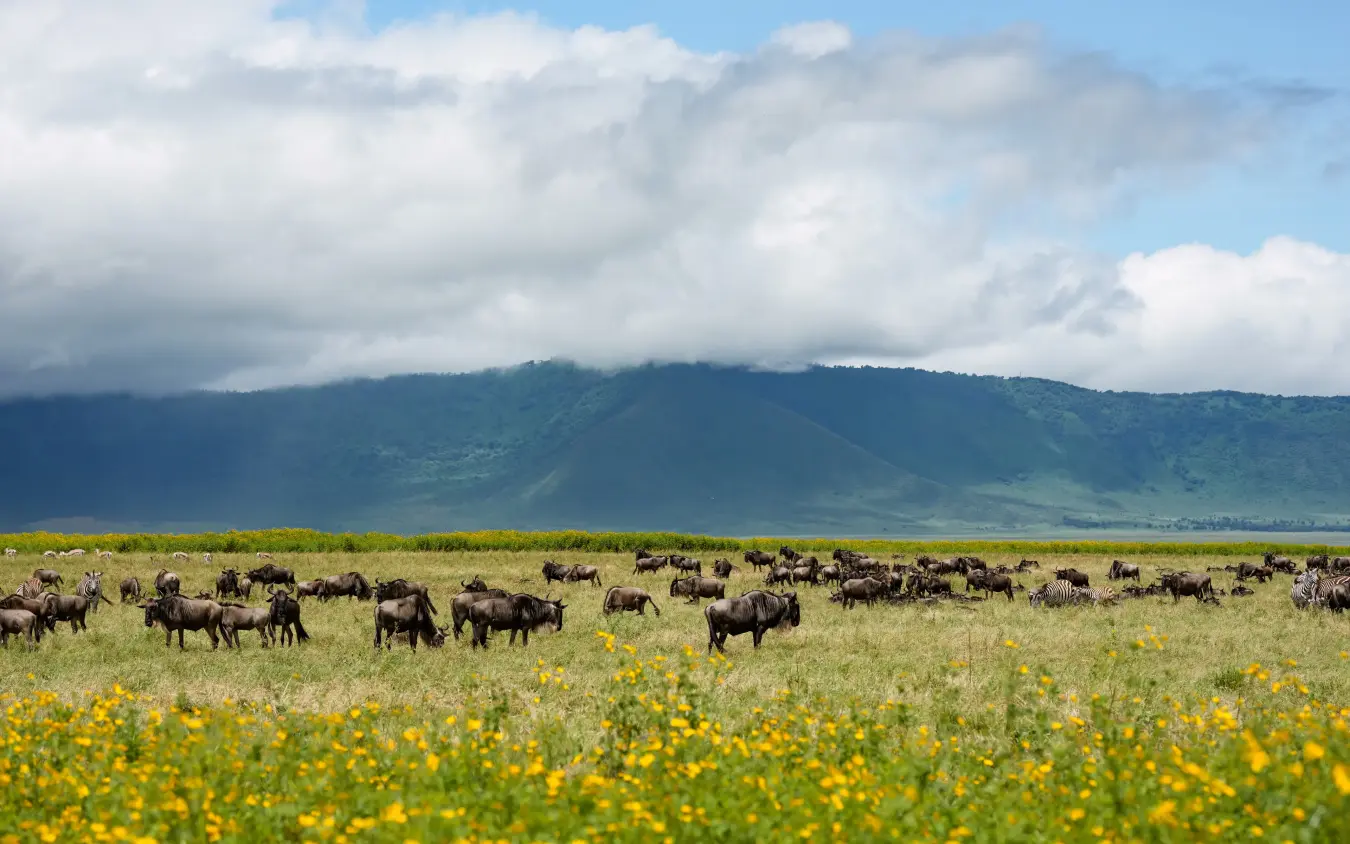 Large wildebeest herd grazing in grassland with volcanic mountain backdrop, Laba Ngorongoro Lodge, Ngorongoro Crater, Tanzania