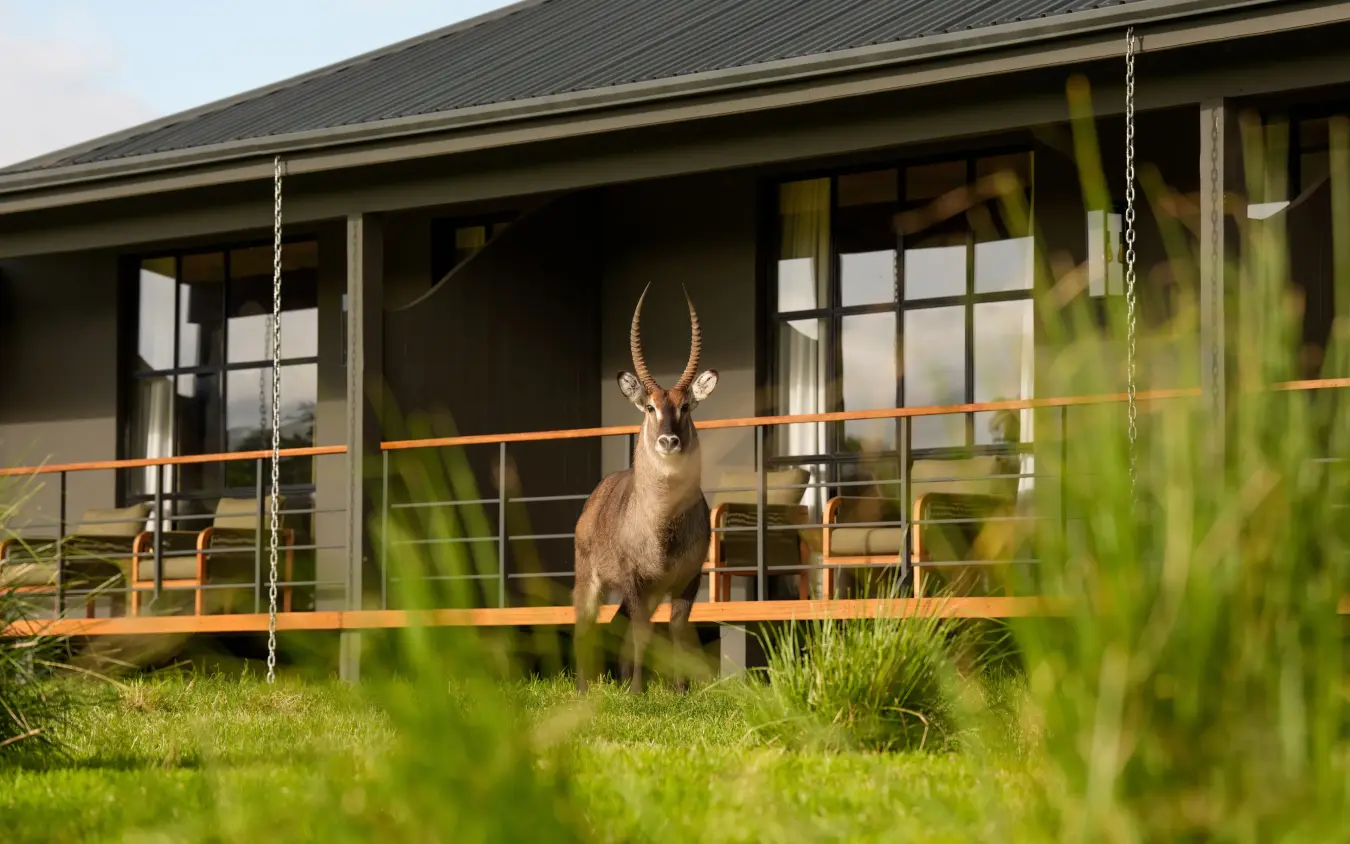 Antelope standing on deck in front of modern lodge building, Laba Ngorongoro Lodge, Ngorongoro Crater, Tanzania