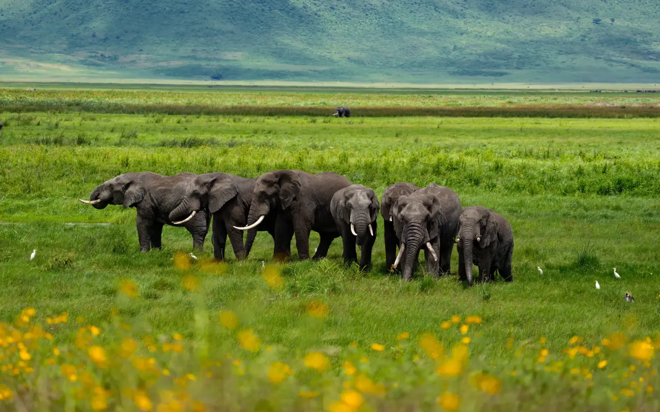 Herd of elephants walking through grassland with yellow flowers, Laba Ngorongoro Lodge, Ngorongoro Crater, Tanzania
