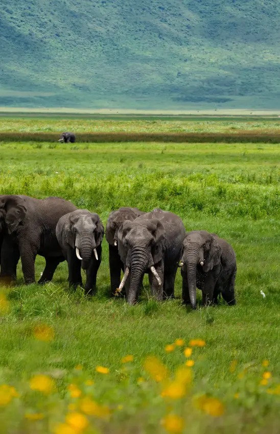 Elephant herd walking through grassland with yellow wildflowers, Laba Ngorongoro Lodge, Ngorongoro Crater, Tanzania