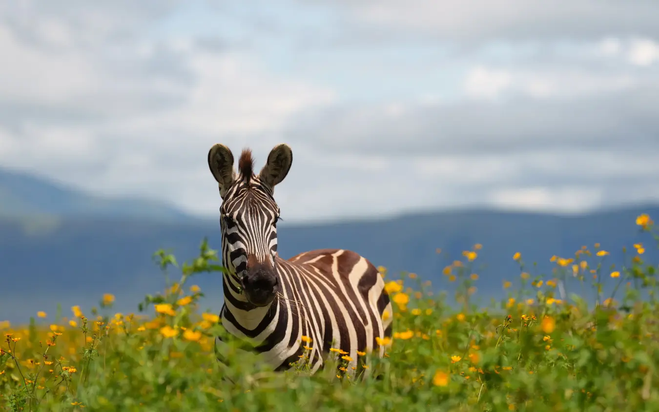 Zebra standing in wildflower meadow with mountain range backdrop, Laba Ngorongoro Lodge, Ngorongoro Crater, Tanzania