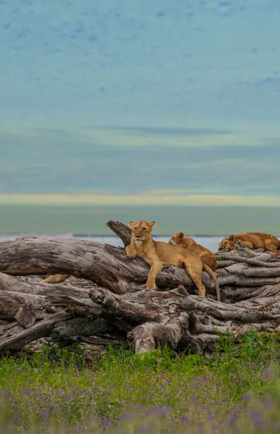 Lions resting on driftwood logs overlooking water and shoreline, Laba Ngorongoro Lodge, Ngorongoro Crater, Tanzania