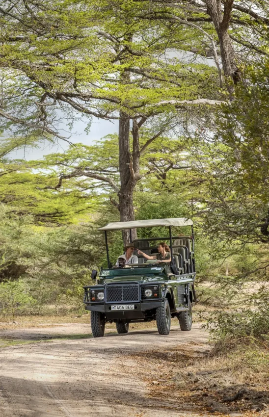 Safari vehicle with guests on game drive beneath acacia trees, Laba Siwandu, Nyerere National Park, Tanzania