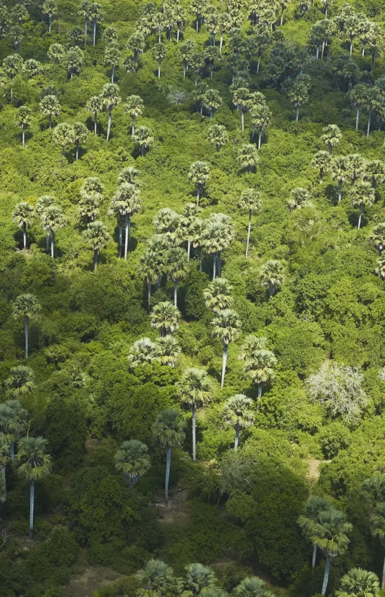 Aerial view of tropical rainforest canopy with emergent trees, Laba Siwandu, Nyerere National Park, Tanzania