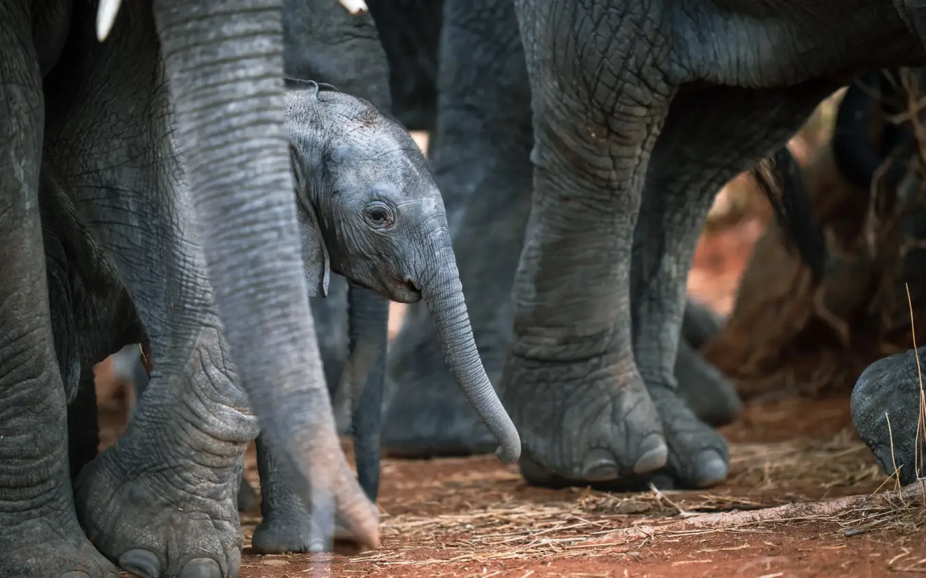 Young elephant calf walking among adult elephants on red earth, Laba Siwandu, Nyerere National Park, Tanzania