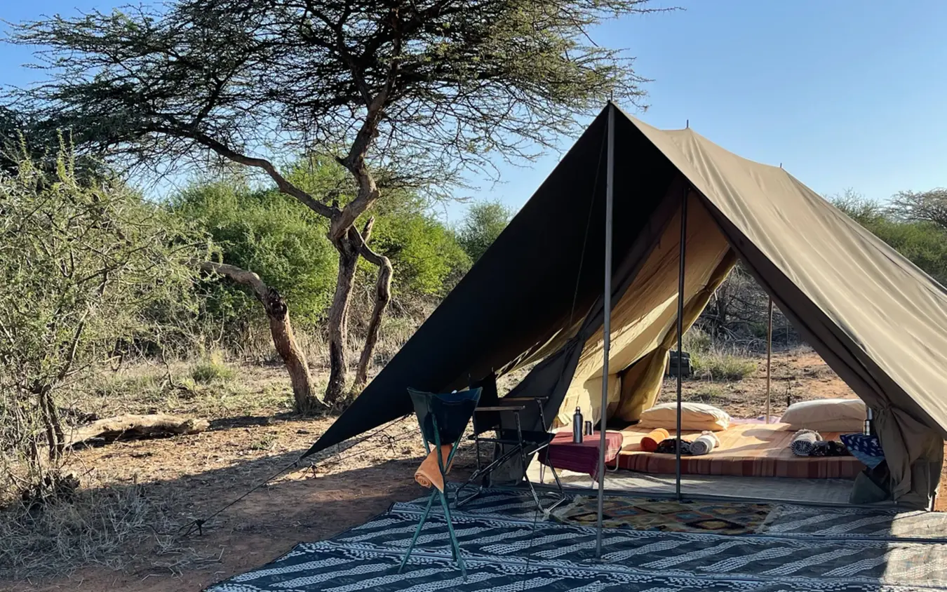 Canvas safari tent beneath acacia tree in dry landscape, Karisia Walking Safaris, Laikipia Highlands, Kenya