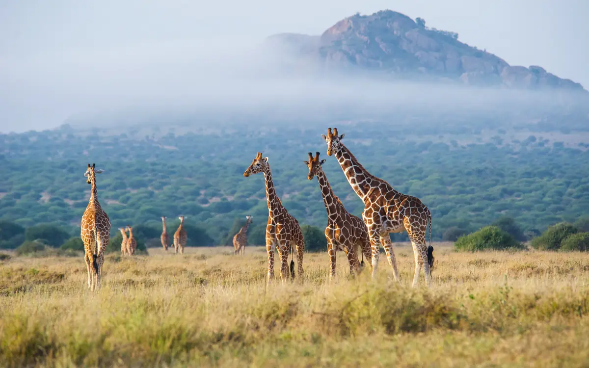 Giraffe herd walking across savanna grassland with mountain backdrop, Karisia Walking Safaris, Laikipia Highlands, Kenya