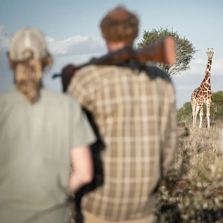 Guests observing giraffe during safari game drive, Laikipia Wilderness, Laikipia Highlands, Kenya
