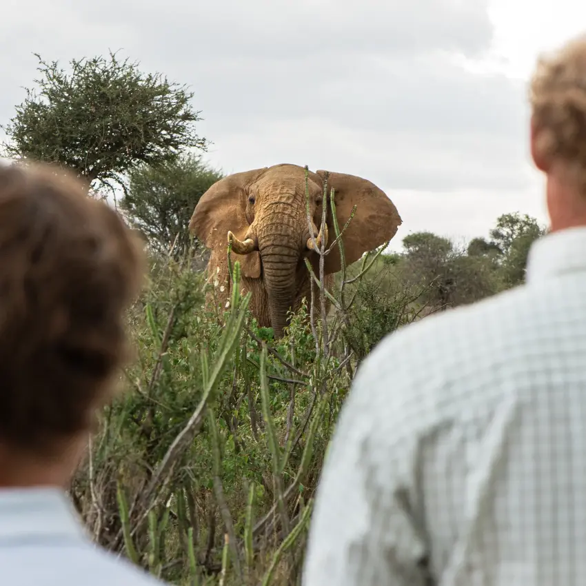 Guests observe elephant walking through savanna vegetation, Laikipia Wilderness, Laikipia Highlands, Kenya