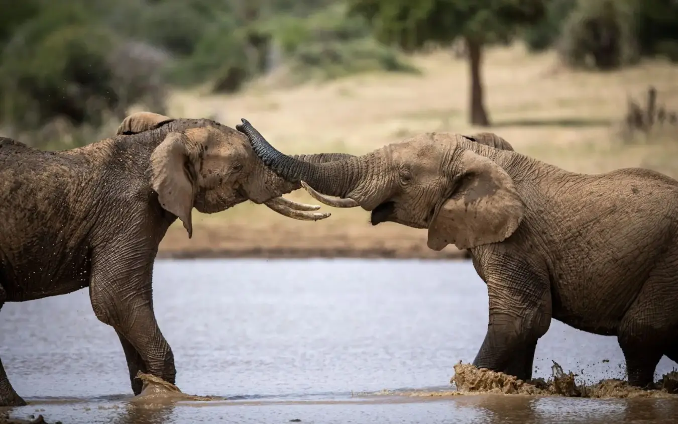 Two elephants interacting with trunks touching in water, Laikipia Wilderness, Laikipia Highlands, Kenya