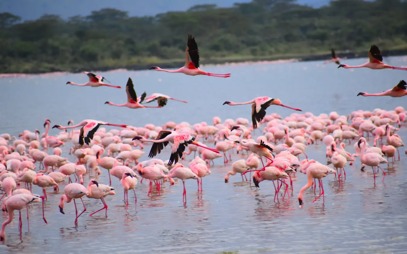 Large flock of flamingos wading in shallow lake with birds in flight, Lake Elmenteita Serena Camp, Rift Valley Lakes, Kenya