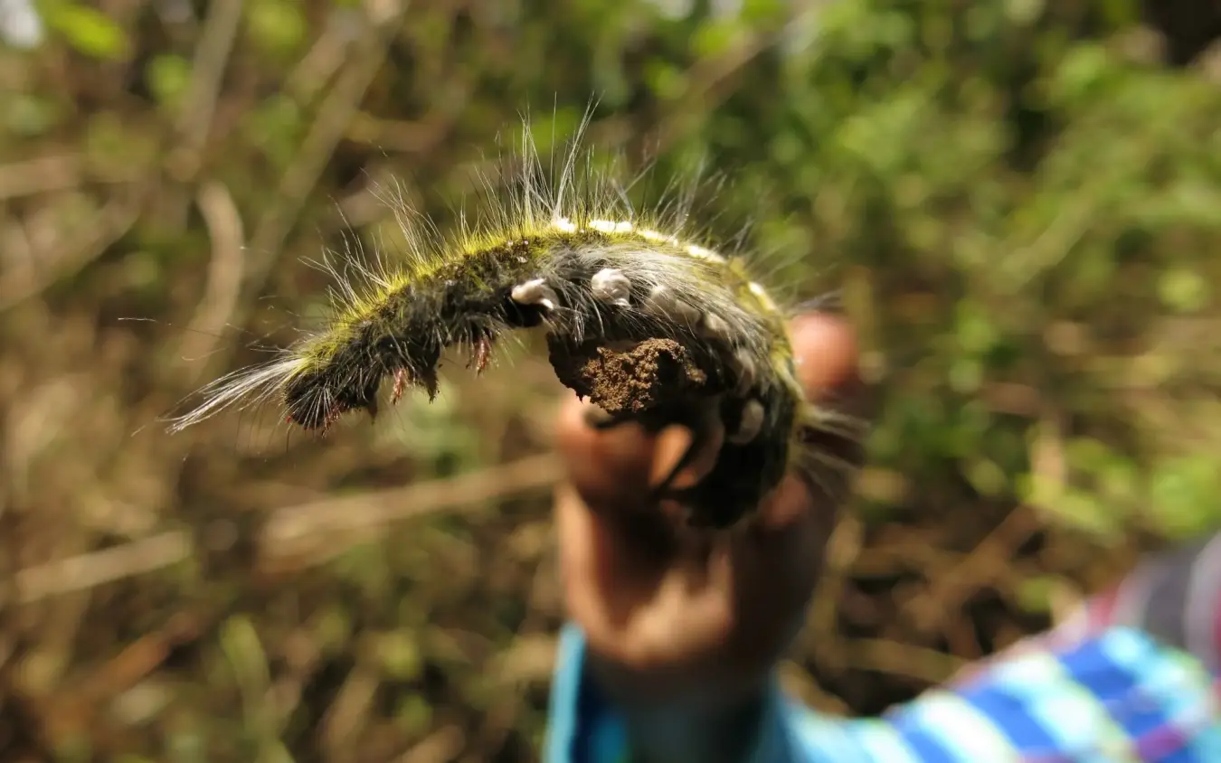 Close-up of hairy bee with pollen-covered legs, Lake Natron Camp, Lake Natron, Tanzania