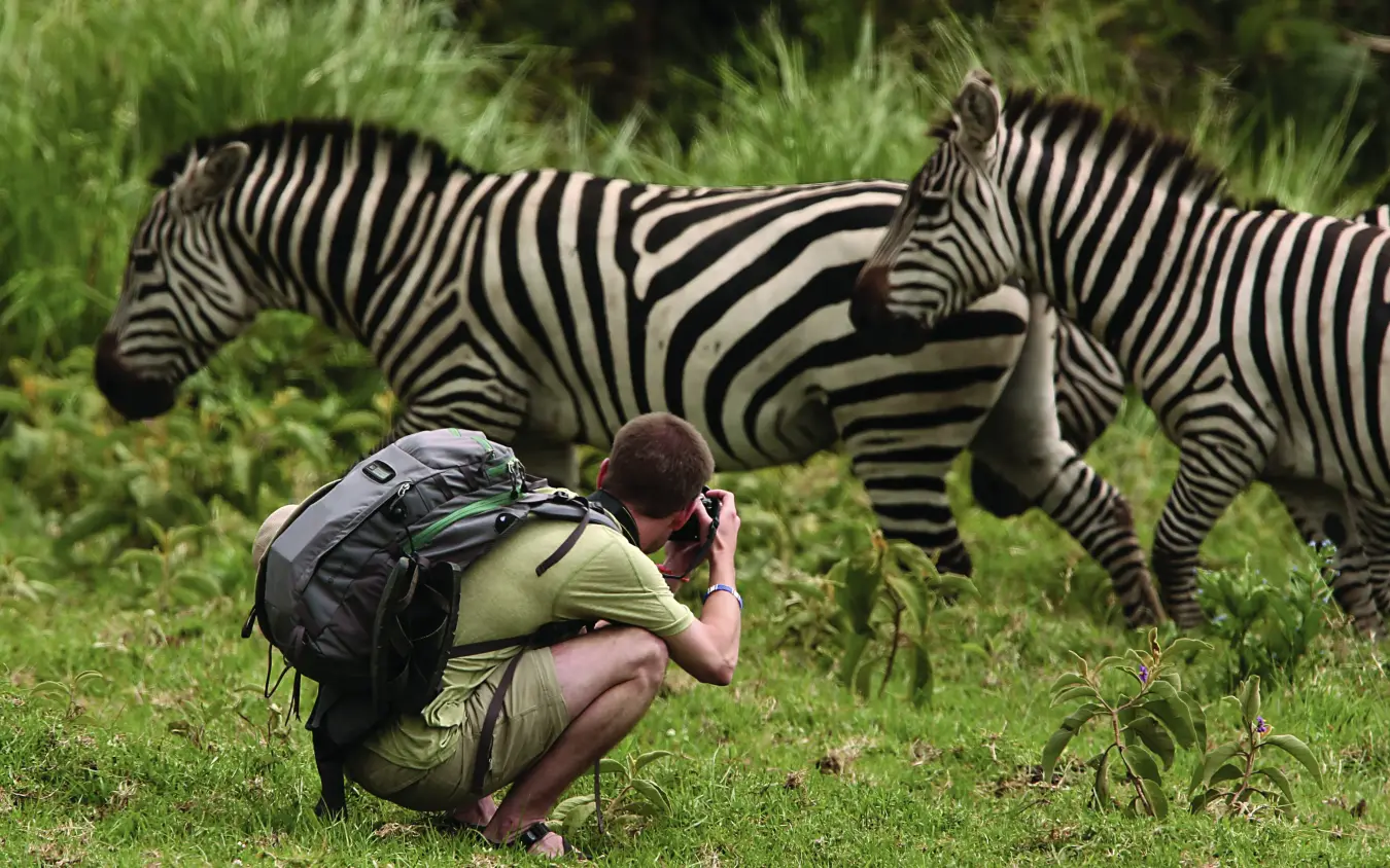 Photographer crouching to capture zebras in natural grassland, Nyasi Tented Camp, Serengeti National Park, Tanzania