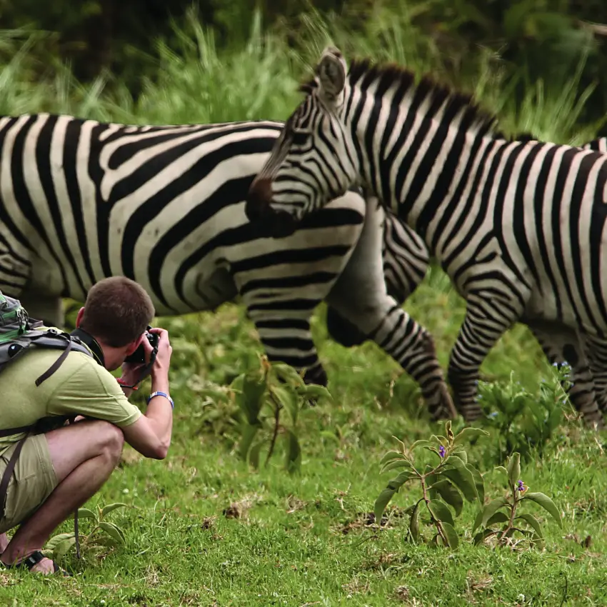 Photographer crouching to capture zebras in natural grassland