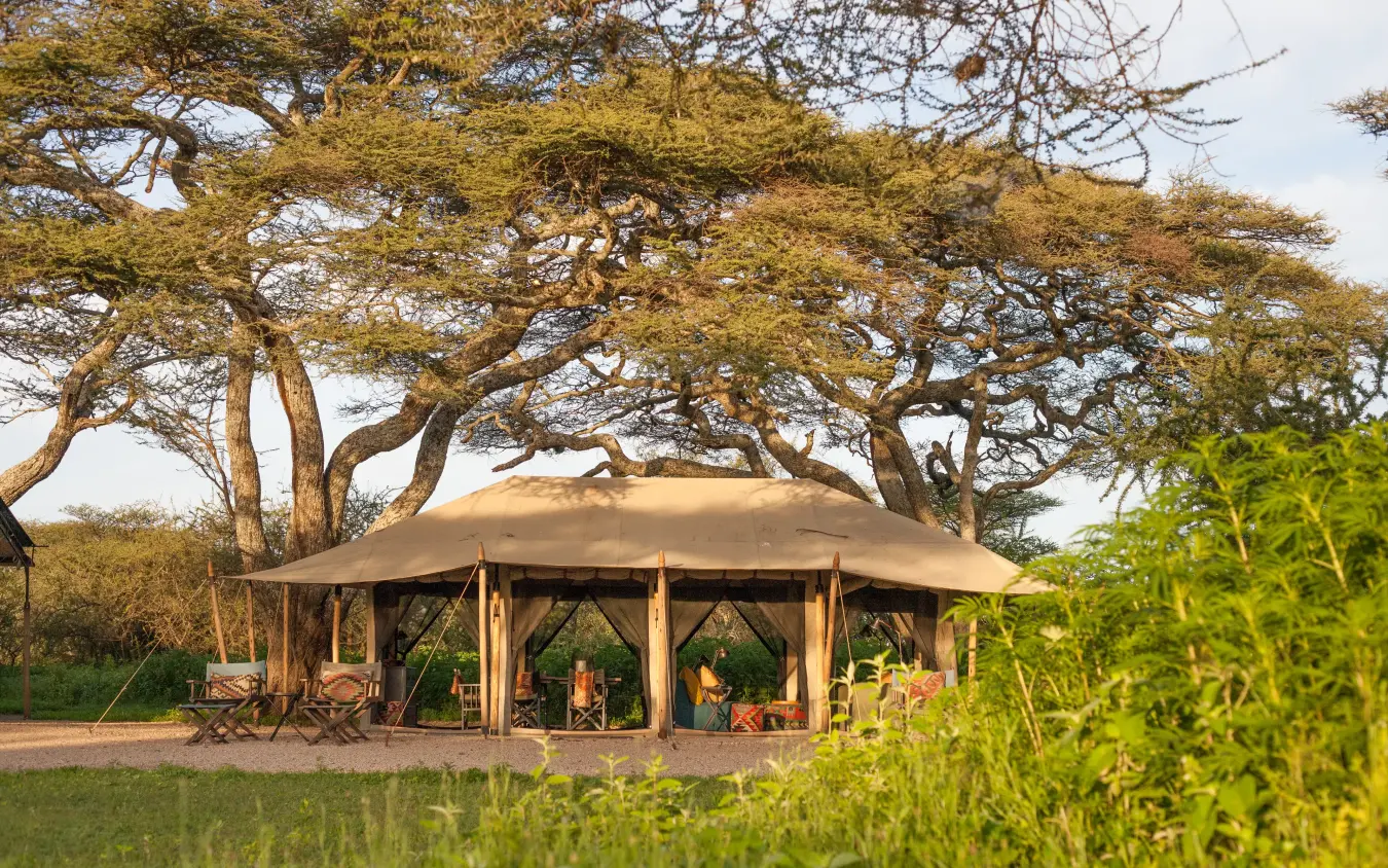 Open-air dining pavilion beneath acacia trees at sunset, Nyasi Tented Camp, Serengeti National Park, Tanzania