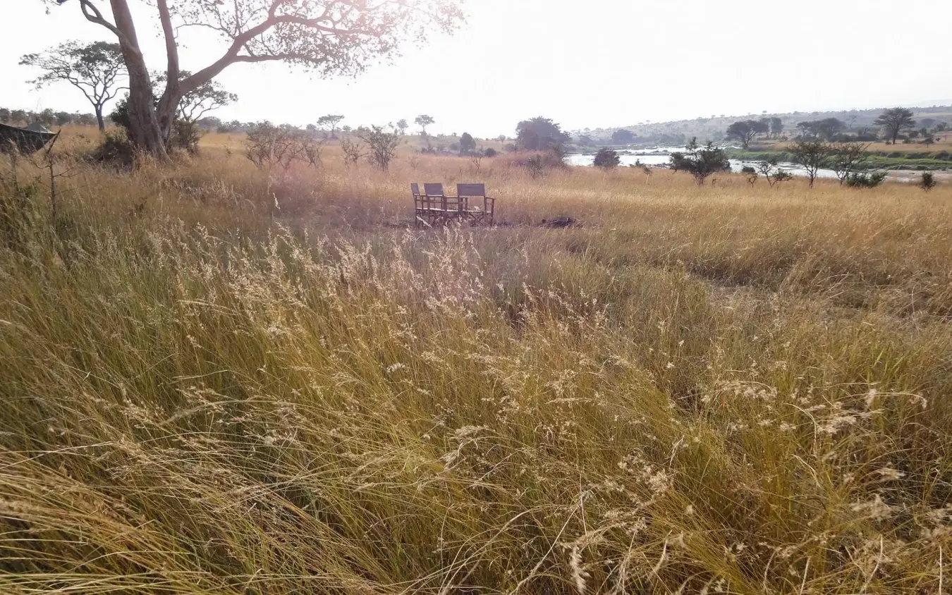 Golden grassland with scattered trees and distant waterhole, Serian Serengeti Lamai, Serengeti National Park, Tanzania