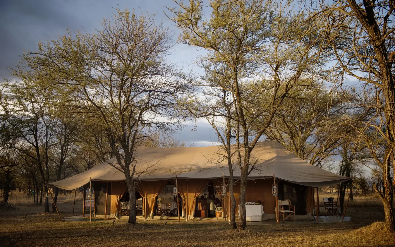 Canvas safari lodge nestled among bare acacia trees, Serian Serengeti Lamai, Serengeti National Park, Tanzania