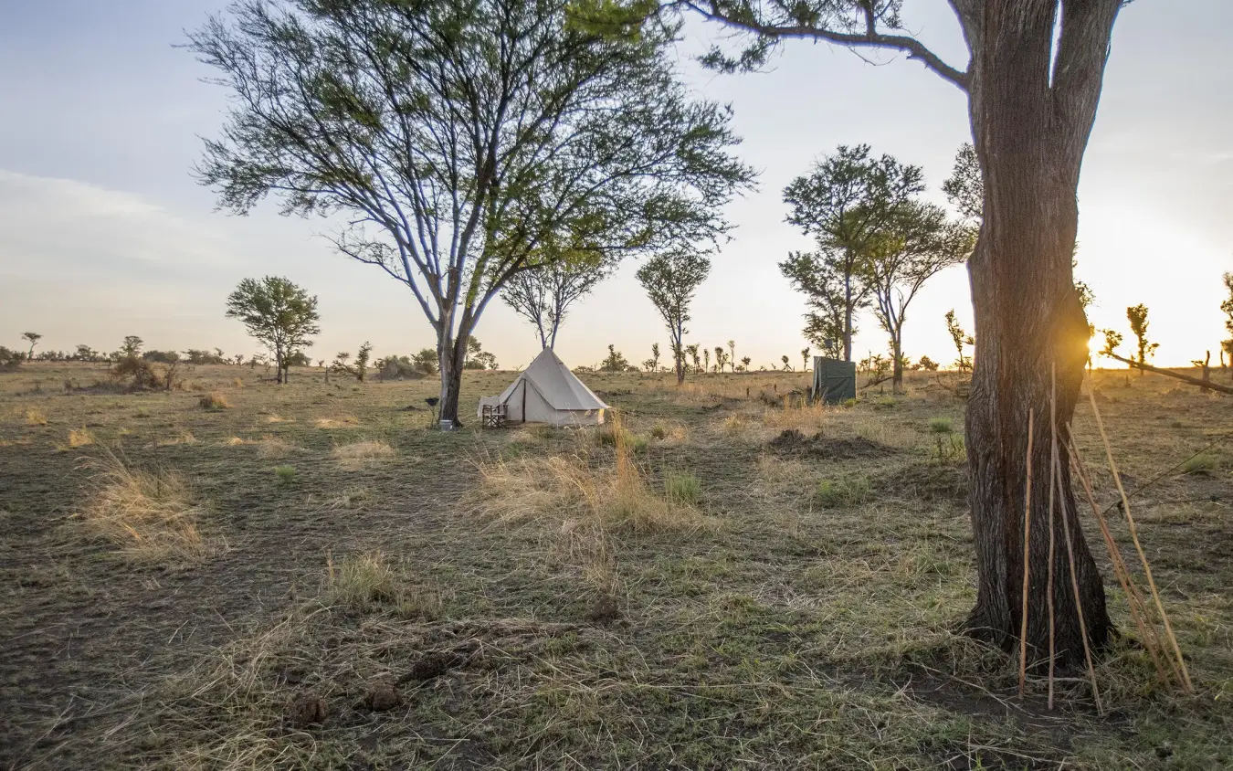 Canvas safari tent beneath acacia trees at sunset, Serian Serengeti Lamai, Serengeti National Park, Tanzania