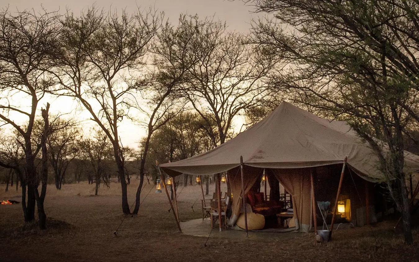 Canvas safari tent illuminated at dusk among acacia trees, Serian Serengeti Lamai, Serengeti National Park, Tanzania