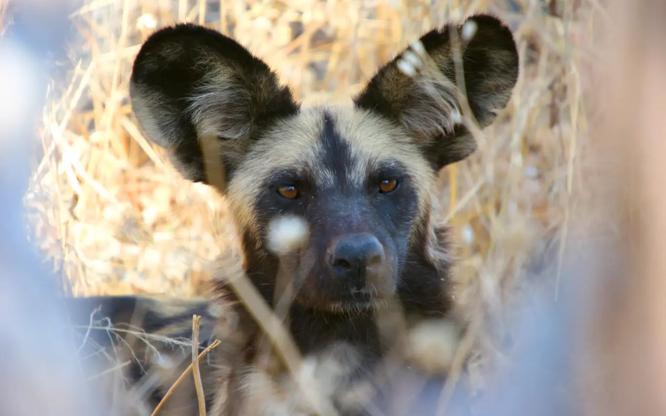 African wild dog peering through dried grass and branches, Nyasi Tented Camp, Serengeti National Park, Tanzania