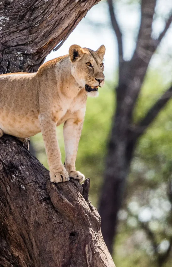 Lioness standing on large tree branch in savanna, Nyasi Tented Camp, Serengeti National Park, Tanzania