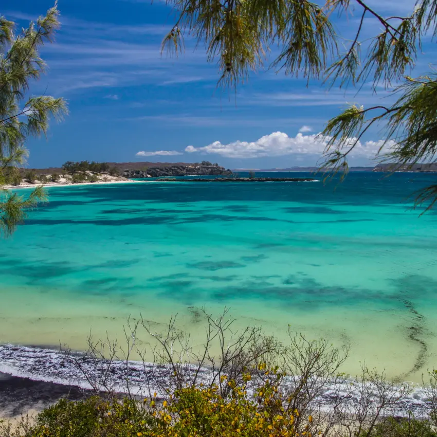 Turquoise tropical beach with casuarina trees framing crystal water