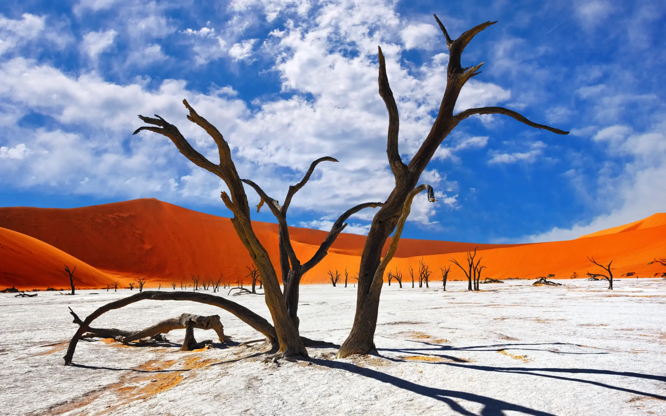Dead tree in white pan surrounded by orange sand dunes