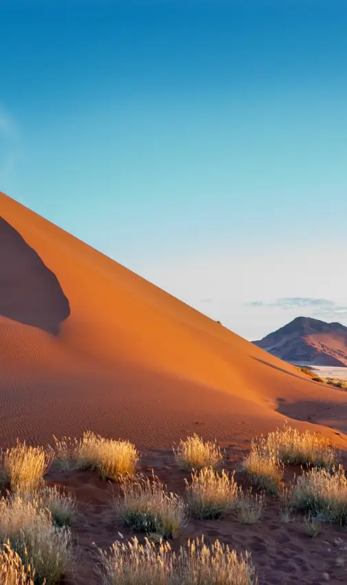 Golden sand dune at sunset with sparse desert vegetation