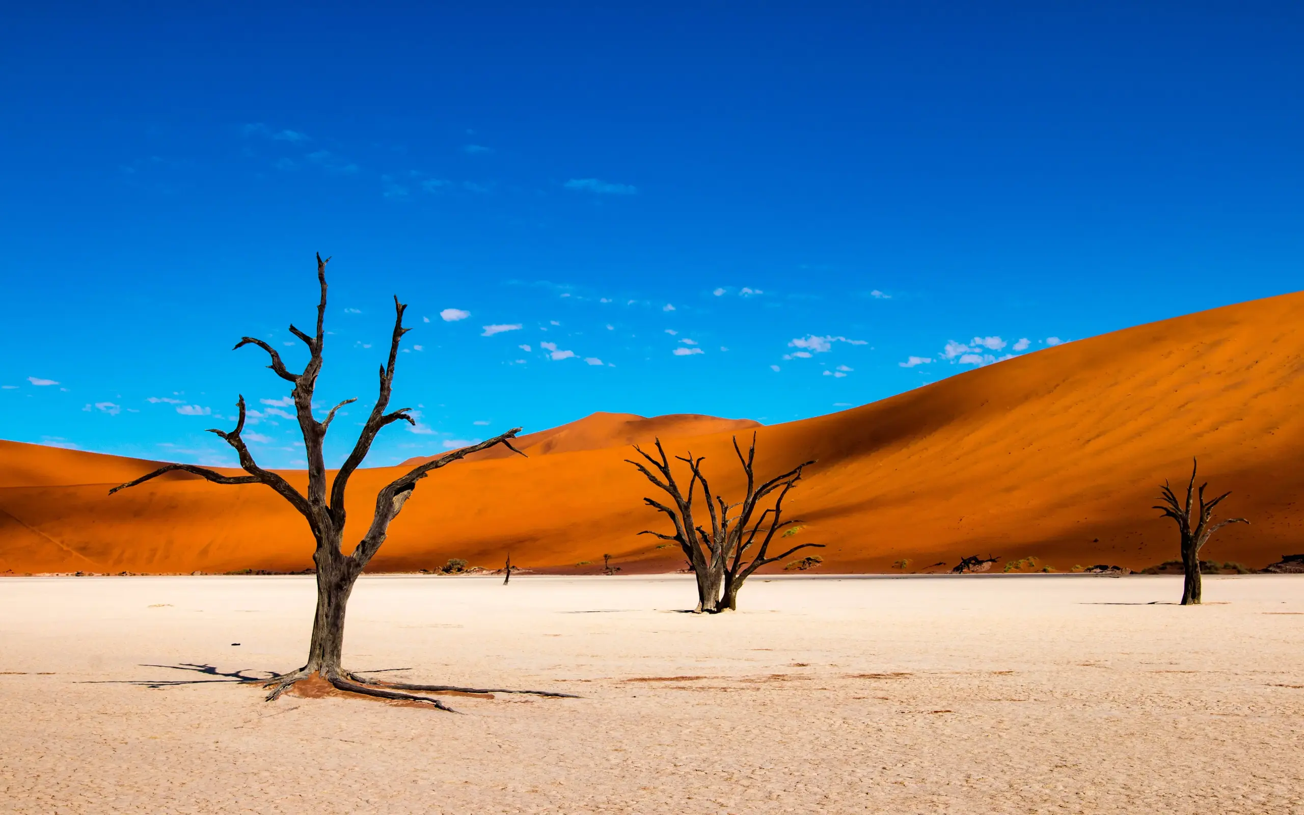 Dead trees in vast desert pan under orange dunes