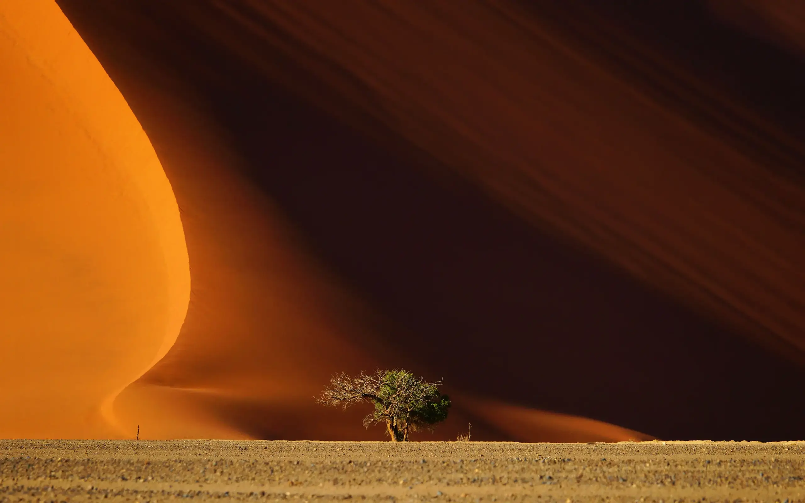 Solitary tree in vast desert dune landscape
