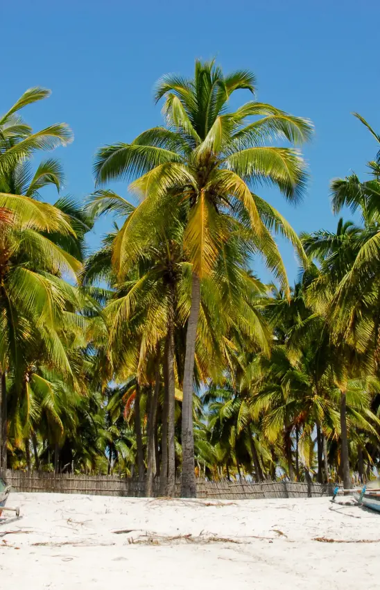 Tropical beach with palm trees and moored fishing boats